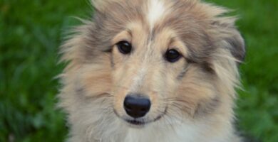 Nombres Shetland Sheepdog