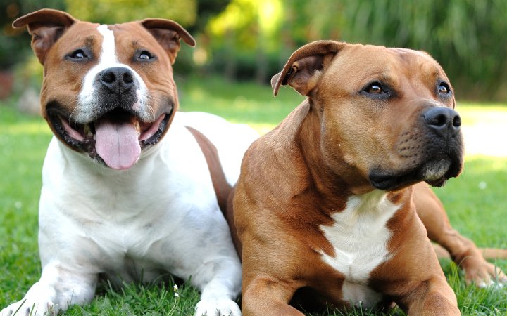 Nombres Staffordshire Bull Terrier