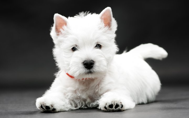 Nombres West Highland White Terrier