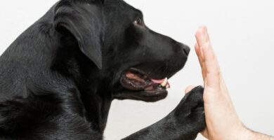 Nombres de Perros empiezanpor a