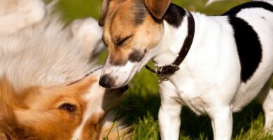 Nombres de Perros empiezanpor b