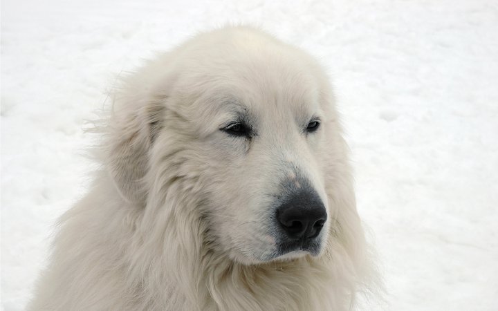 Nombres de perro de Montana de los Pirineos