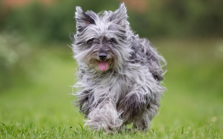 Nombres de perro de tamano mediano