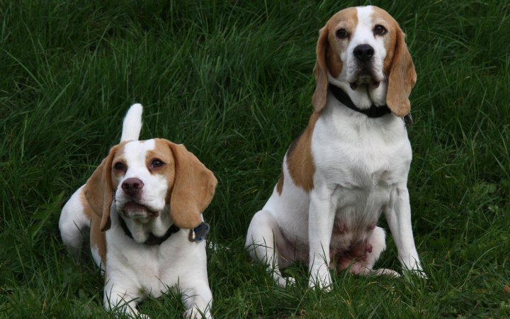 Nombres de perro segun su genero hembra macho