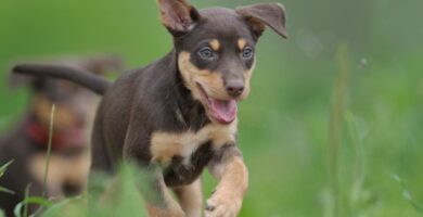 Nombres perro Kelpie Australiano