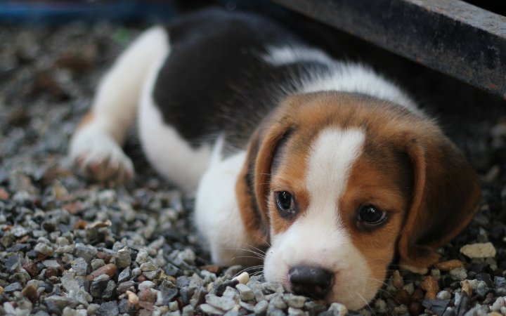 Perros Beagle