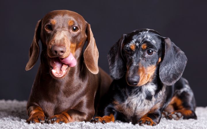 Perros Dachshund