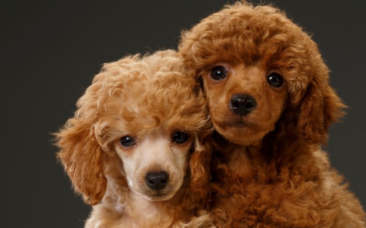 Perros Poodle