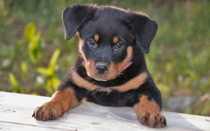 Rottweiler