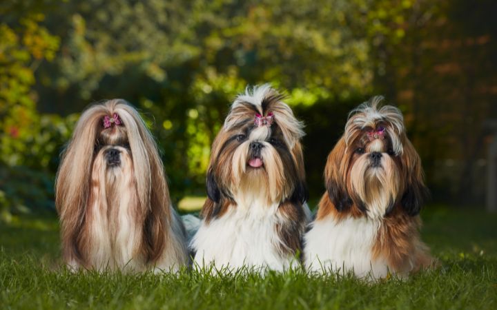 Shih Tzu