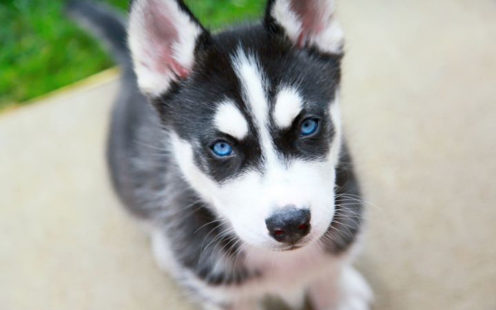 Siberian Husky