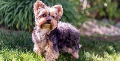 Yorkshire Terrier