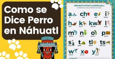 descubre como se dice perro en nahuatl en la lengua indigena