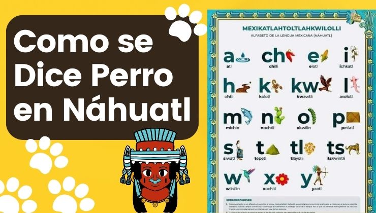 descubre como se dice perro en nahuatl en la lengua indigena