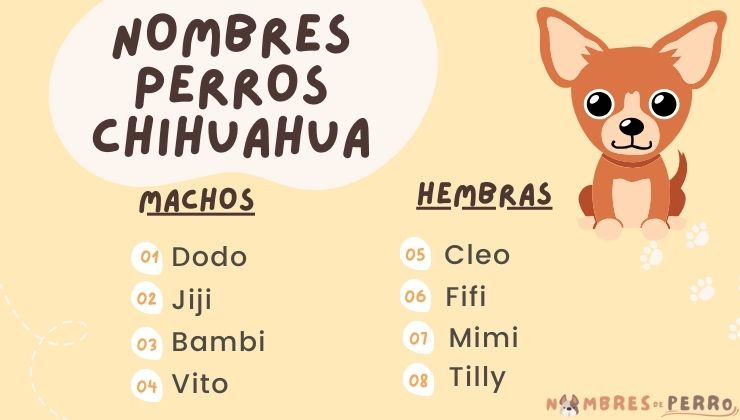 mejores nombre perro chihuahua