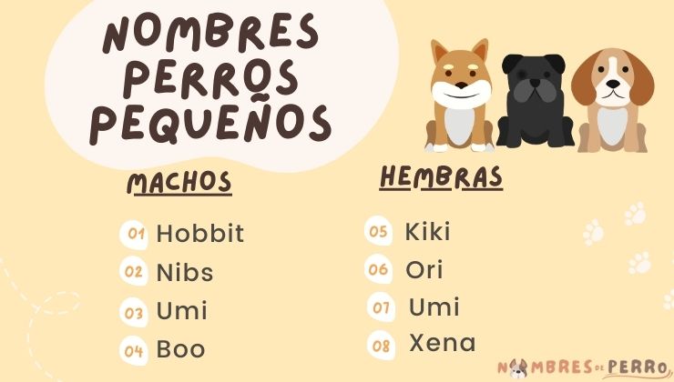 mejores nombre perro pequeno