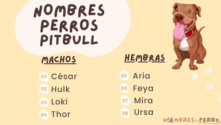 mejores nombres pitbull ingles para perro