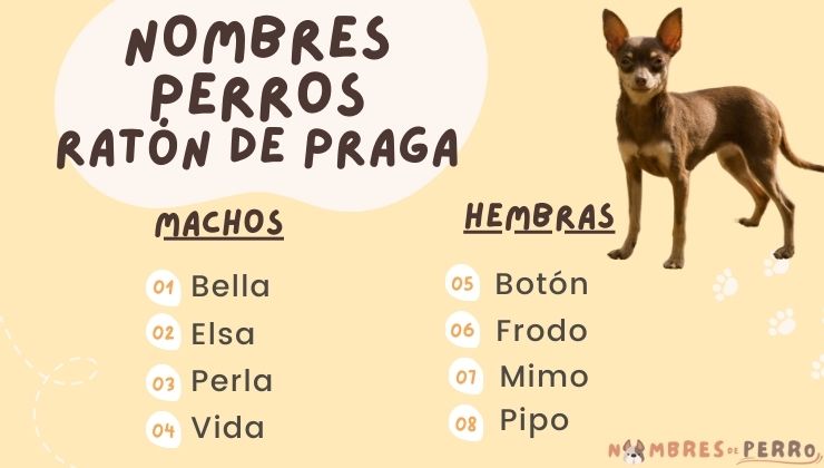 mejores nombres raton de praga para perro