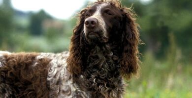 nombre de Perros Epagneul de Pont Audemer