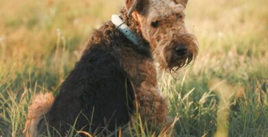 nombre de perro Airedale Terrier