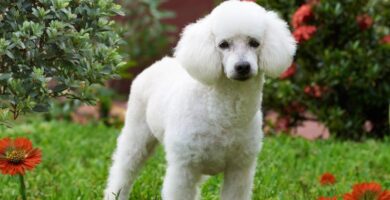 nombres freispul poodle para perro