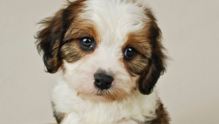 nombres para perro cavachon