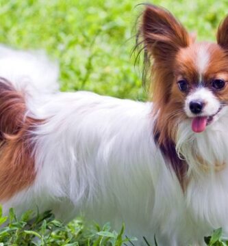 nombres para perro papillon