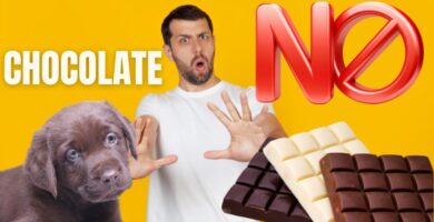 peligros chocolate en los perros