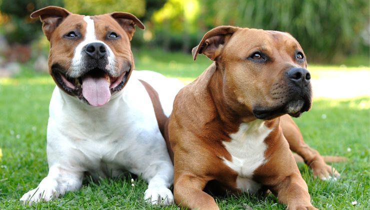 raza american staffordshire terrier