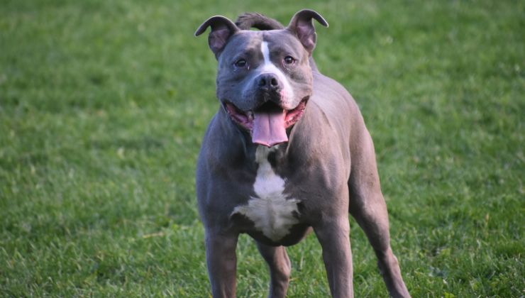 raza blue nose pitbull