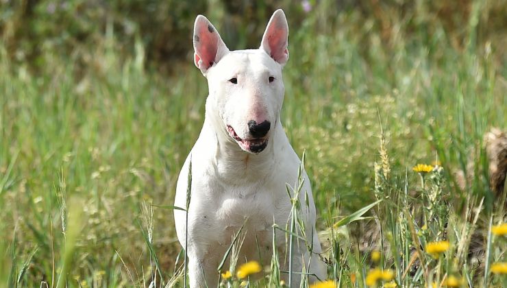 raza blue terrier