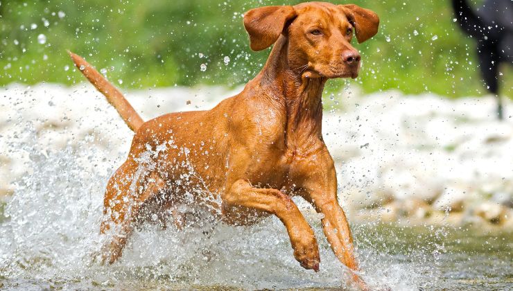 raza de perro vizsla