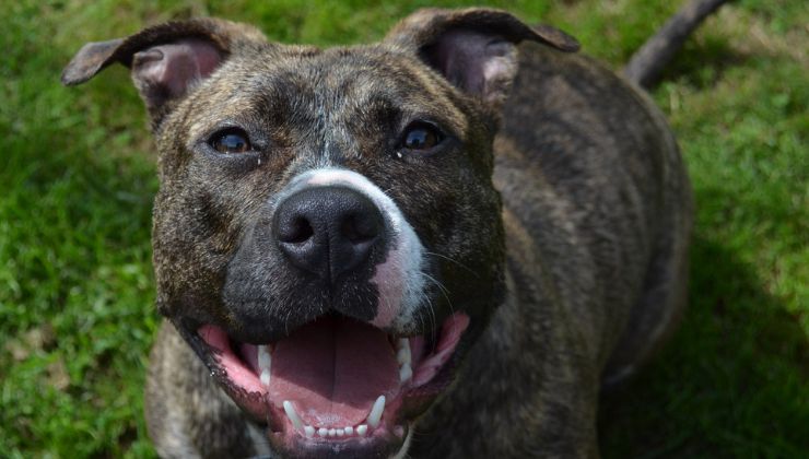 raza monster blue pitbull