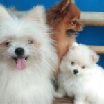 razas de perro mini