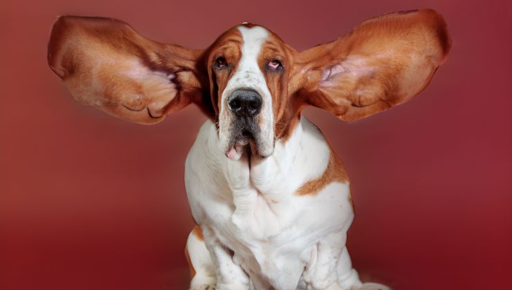razas de perro orejones
