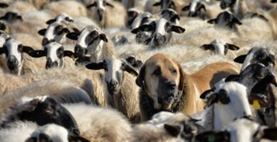 razas de perro pastor