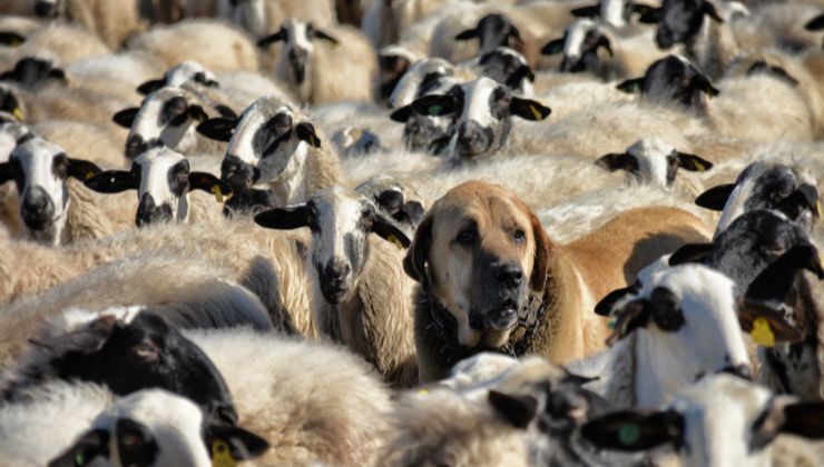 razas de perro pastor
