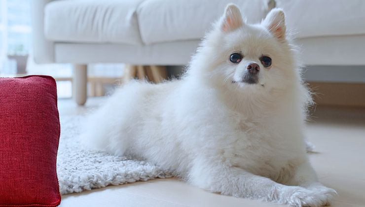 razas de perro pomerania color blanco