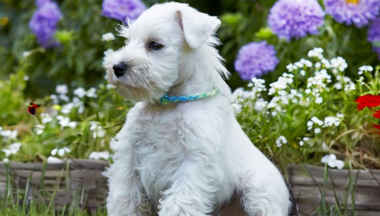 razas de perro schnauzer miniatura color blanco