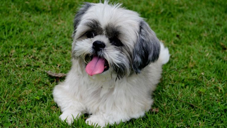 razas de perro shih tzu color blanco