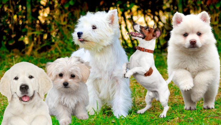 razas de perros pequenos color blanco