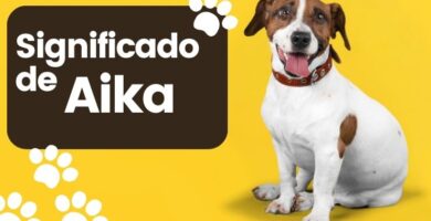 Aika Nombre de Perro Significado