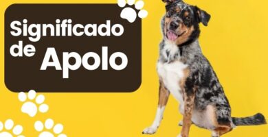 Significado de Apolo Nombre de Perro