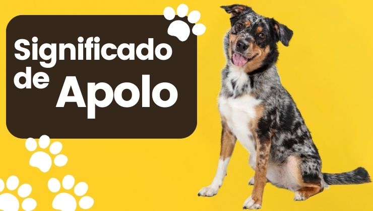 Significado de Apolo Nombre de Perro