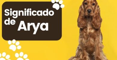 Arya Significado Nombre de Perro