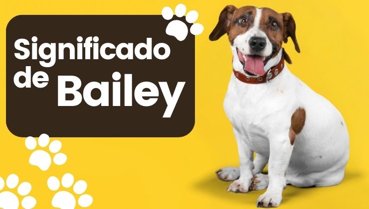 Bailey Nombre de Perro Significado