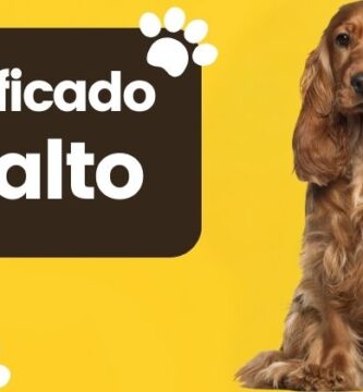 Balto Significado Nombre de Perro