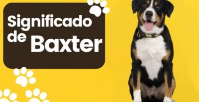 Significado de Baxter Nombre de Perro