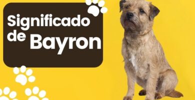 Significado del Nombre de Perro Bayron