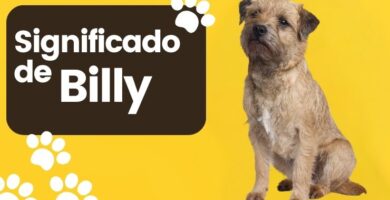 Significado del Nombre de Perro Billy